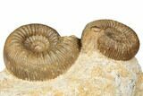 Jurassic Ammonites (Stephanoceras) - Fresney, France #191708-1